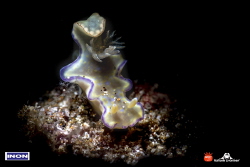 Nudibranch with snooted strobe light by Raffaele Livornese 